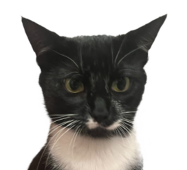 Mila the cat